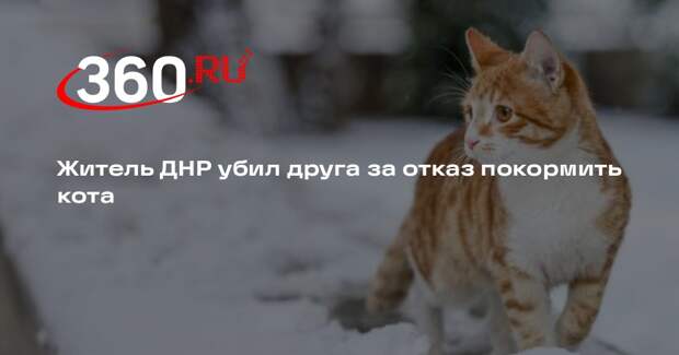 Житель ДНР убил друга за отказ покормить кота
