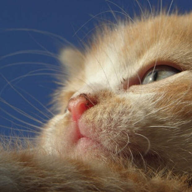 уход  за котятами