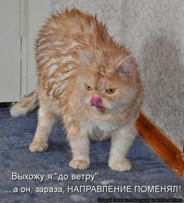 Котоматрица свежак (26 фото)