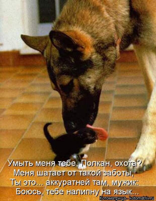 Лучшая котоматрица за неделю (31 шт)
