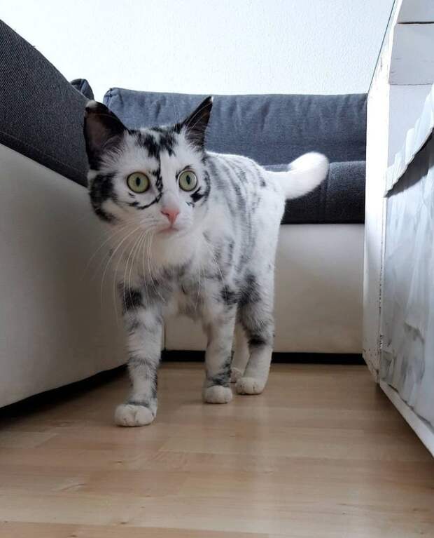 5. Котейка с редким мраморным окрасом коты, кошки, мило, питомцы, подборка, трогательно, фото