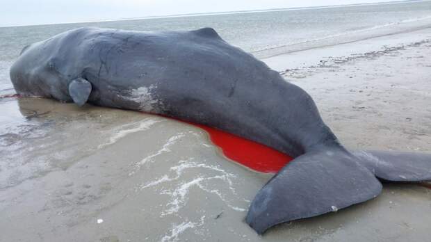 Четыре кашалота выбросились на берег на острове Фанё в Северном море