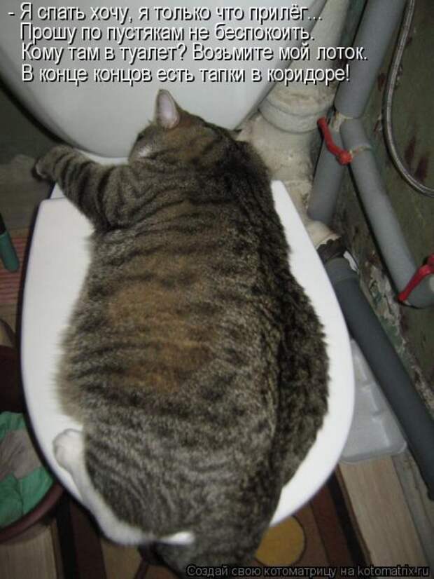 Котоматрицы (картинки с надписями)