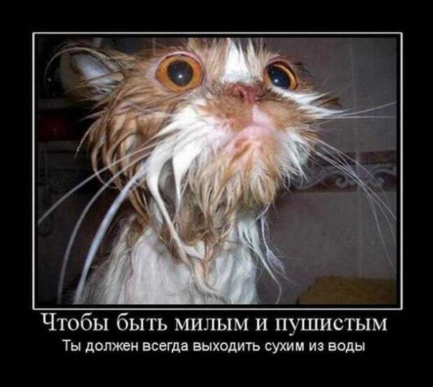 Демотиваторы по русски 1