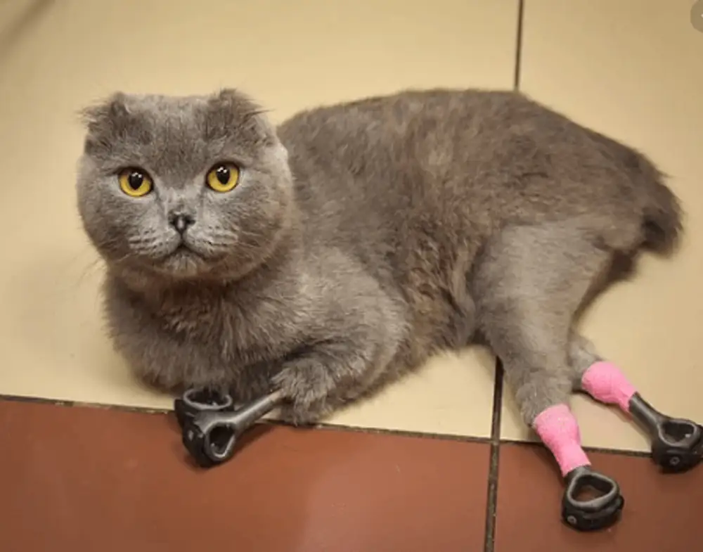 Кот отморозил лапы что делать. Котенок отморозил лапу. Кот отморозил лапы что делать. Кот отморозил лапы что делать. Кот с переломанным позвоночником.