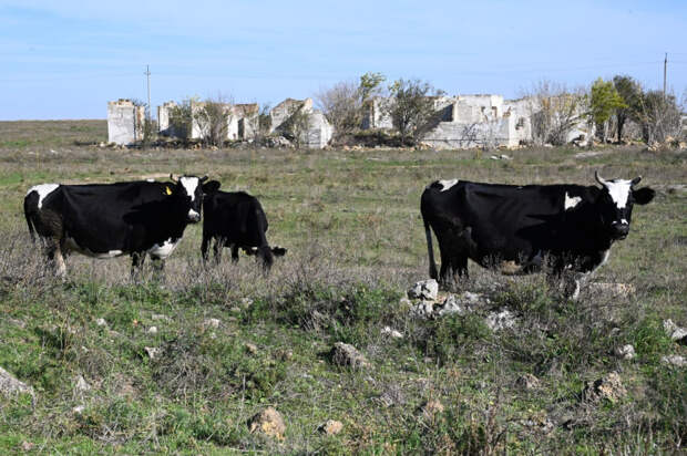Эксперт назвал заболевания, которые наиболее опасны для домашних питомцев и птиц