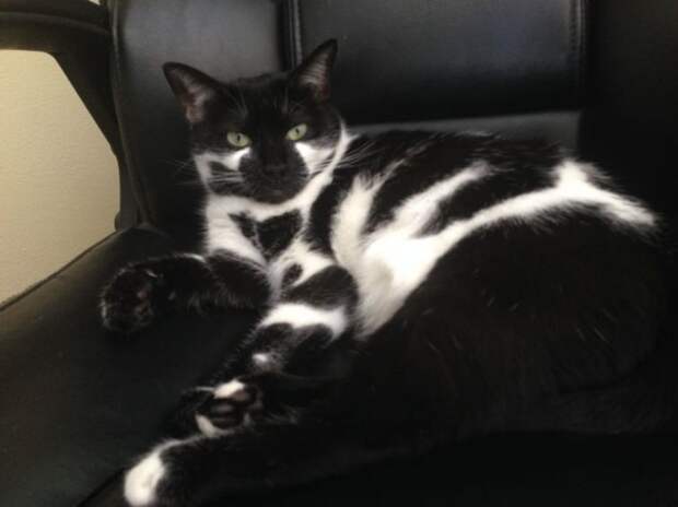 28 обаятельных животных с уникальным природным окрасом животные, окрас