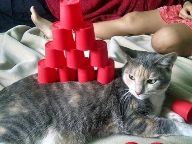 Кошки,постигшие дзен кошки, приколы, смешные кошки, юмор.