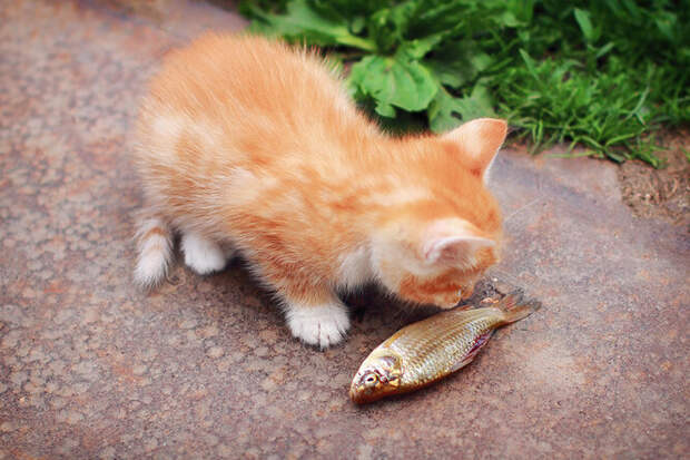 можно ли давать коту рыбу