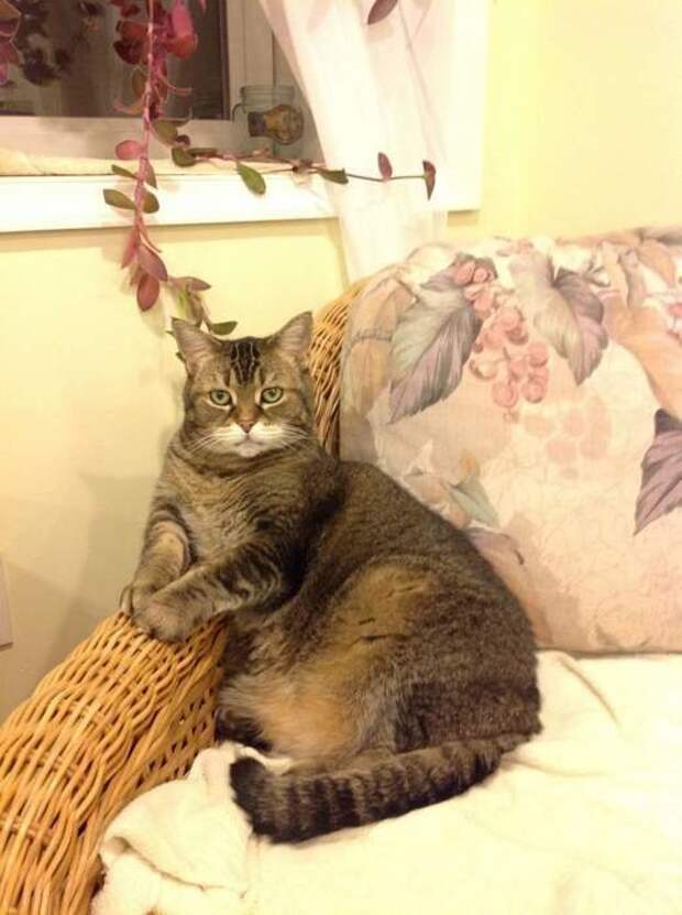 Мурчалки животные, жизнь, киски, коты