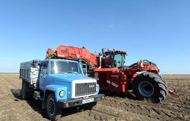 картофель сгружается в машину Как производят чипсы Lays