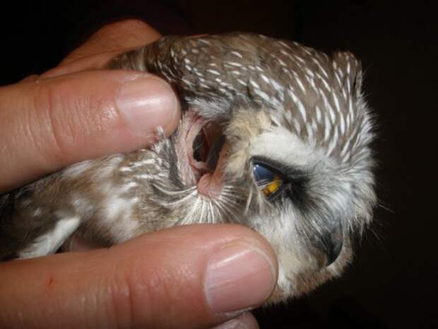 http://animal.ru/i/upload/140670165689.jpg
