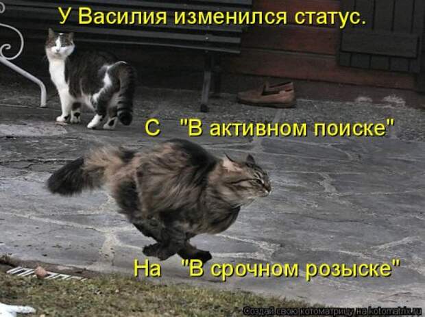 Лучшая котоматрица за неделю (31 шт)