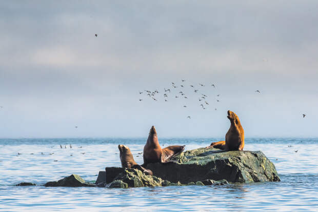 Охотское море. Заклинатели птиц. Фото: Екатерина Васягина