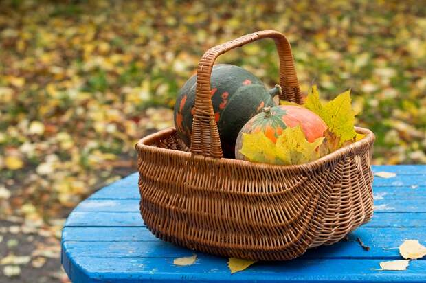 Россиянам объяснили, как правильно хранить семена дома