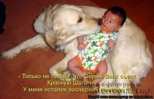 Сборка котоматриц