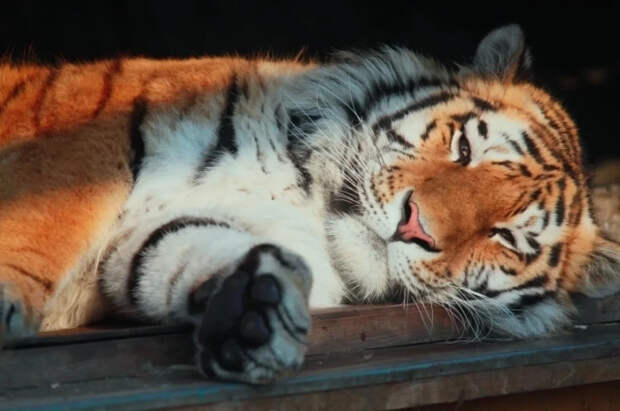 В Ленинградском зоопарке умер амурский тигр Амадей