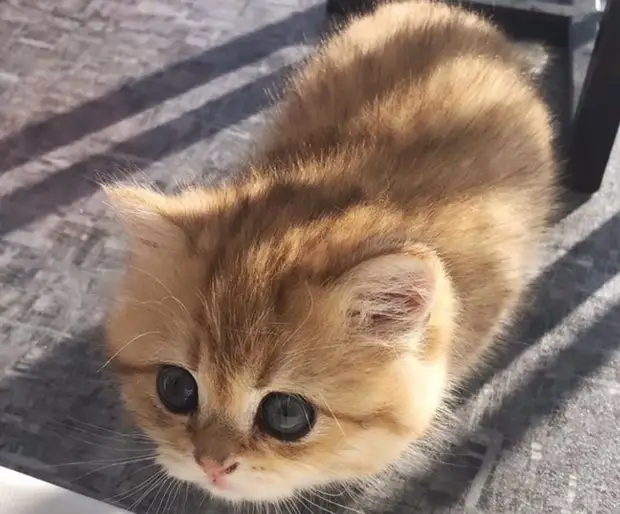 Фотография: 22 котика, в которых внезапно проснулся охотничий инстинкт, но они забыли как это делается №11 - BigPicture.ru