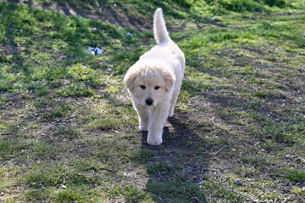 Как питомцы иногда проходят десятки километров, чтобы вернуться домой