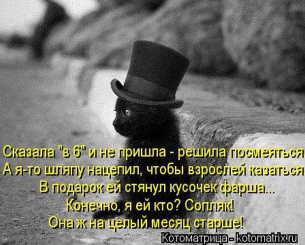 Котоматрицы (забавные картинки с надписями)
