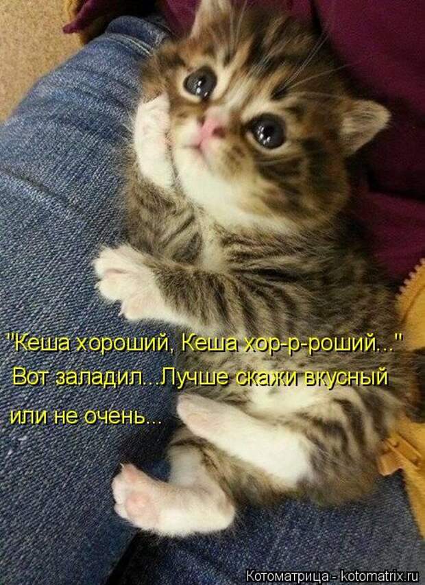 Котоматрицы(картинки с надписями)