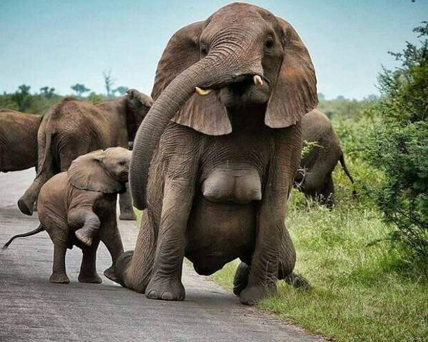 И слоновья грудь животные, занимательно, интересно, необычно, природа, ракурс, факты