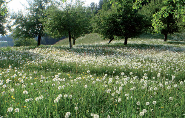 Подвесной потолок из одуванчиков от Регин Рамзайер (18 фото)