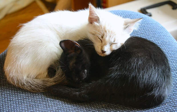 Инь и ян: черные и белые котики, которые выглядят так идеально, что кажутся одним целым