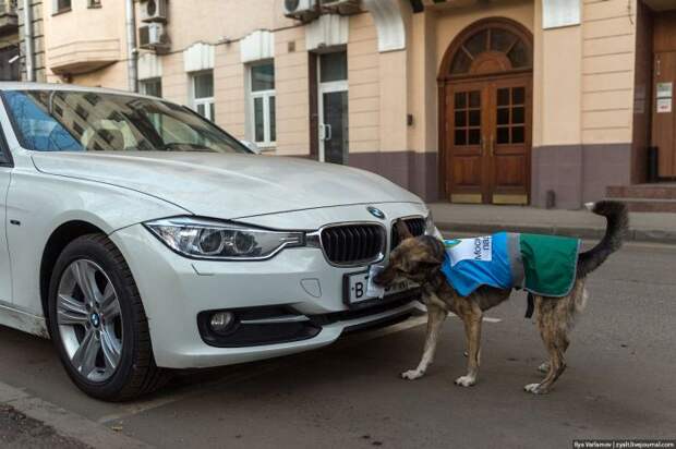 Собаки в помощь парковочной полиции