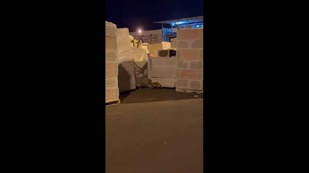 Video: video.mp4