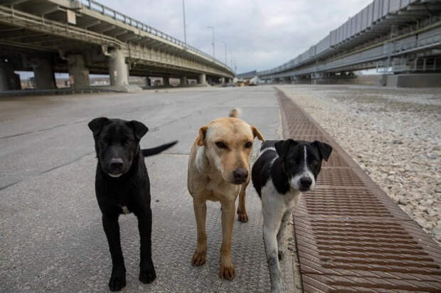 Люди, заберите собак с Крымского моста