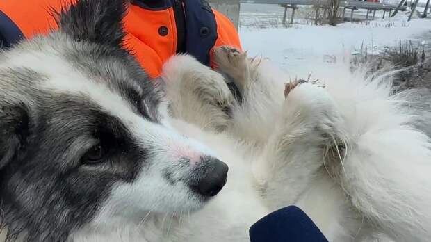 Сотрудники «Ямалспаса» вызволили собаку с ледяного острова в Салехарде
