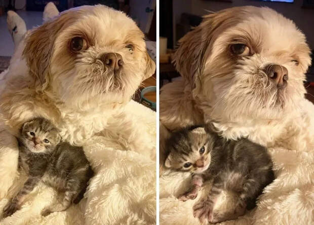 Без кота и жизнь не та