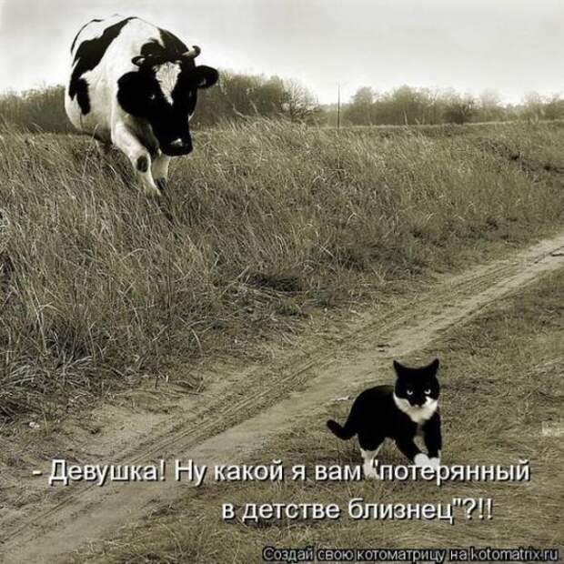 Котоматрицы(картинки с надписями)