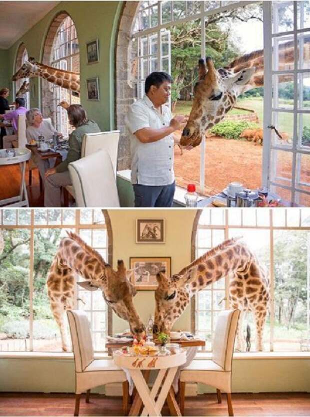 Мир Барби, единение с природой: необычные рестораны, в существование которых трудно поверить (фото)