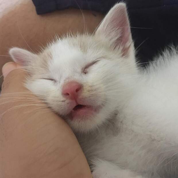 Без кота и жизнь не та