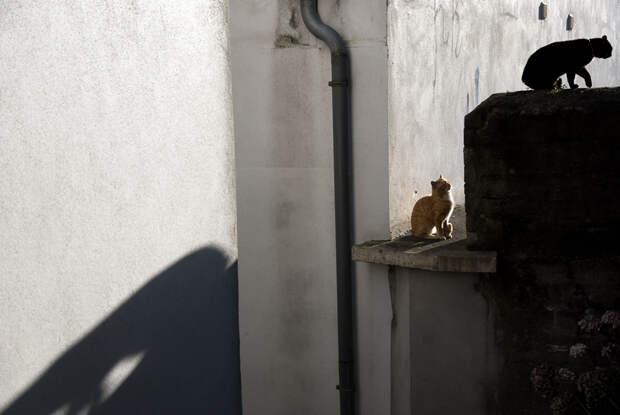 Кот, города котиков