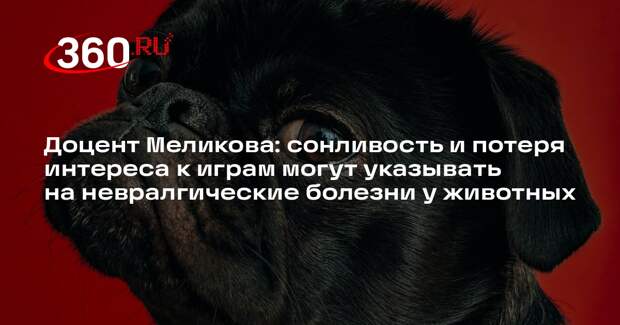 Доцент Меликова: сонливость и потеря интереса к играм могут указывать на невралгические болезни у животных