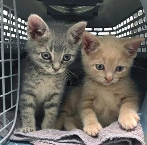 Удивленные котята Котята в переноске