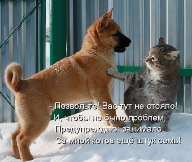 Котоматрицы: Мысли вслух