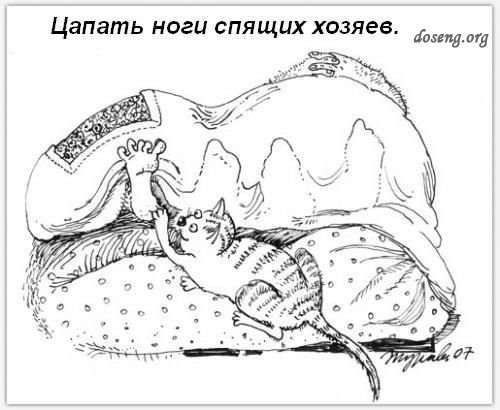дому-кота-Обязанности-картинки-смешные картинки-фотоприколы