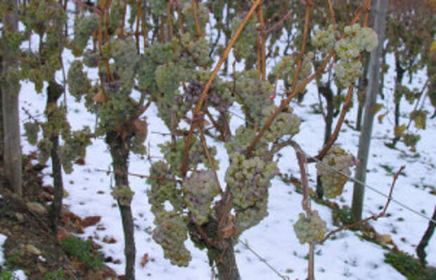 влияние погодных условий на виноград