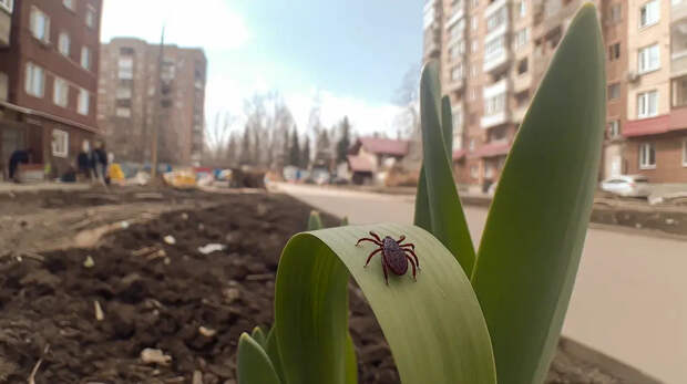 Энтомолог Хряпин рассказал об угрозе гигантских клещей, "атакующими" юг России