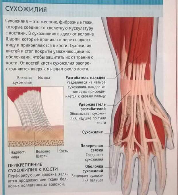 Сухожилия образованы из ткани. Мышцы связки сухожилия. Сухожилие анатомия ткань. Кость сухожилие мышца. Сухожилие крепится к кости.