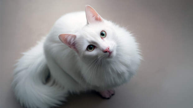 Тёщина кошка