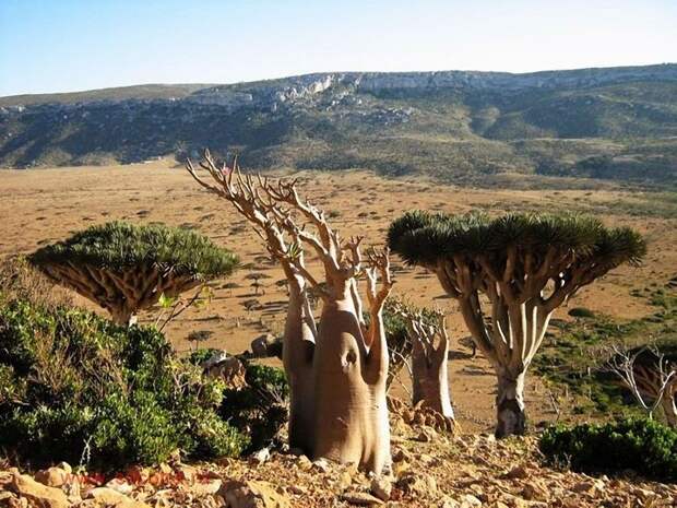 Удивительный остров Сокотра Socotra10 Удивительный остров Сокотра