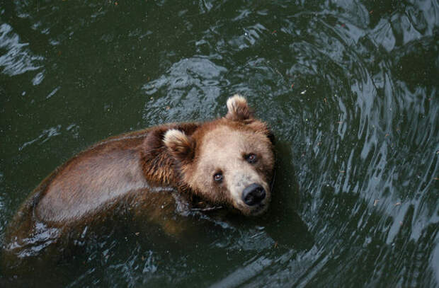 Канал bear. Маленький Медвежонок упал в воду. Медведь упал в воду детская картинка. Что делают когда Медвежонок упал в воду.