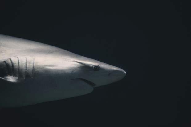 Гренландские акулы веками живут с больным сердцем и не стареют