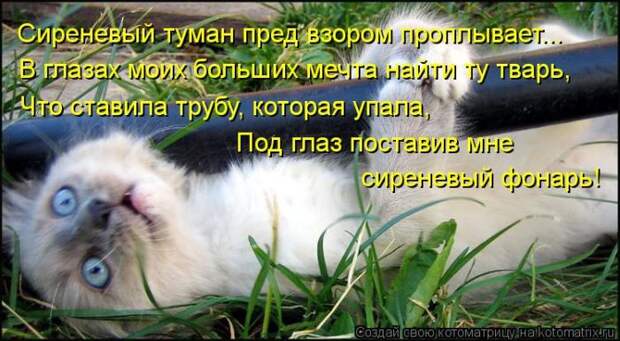 Лучшие котоматрицы недели Лучшие котоматрицы недели