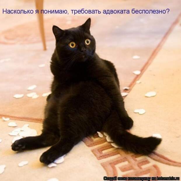Лучшие котоматрицы недели